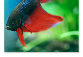 Up Close: Kevin Kohen discusses The Best Care for the Beautiful Betta