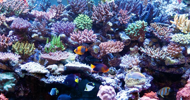 Quality Aquatic Life