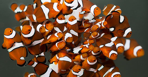 Captive-Bred Aquatic Life: Combining Conservation with Convenience
