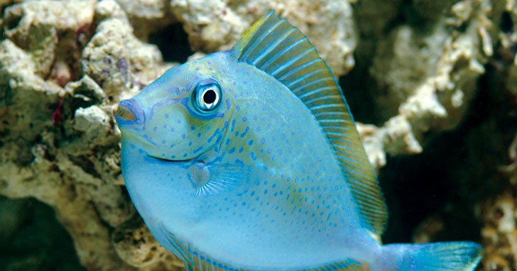 Introducing New Fish into Your Aquarium