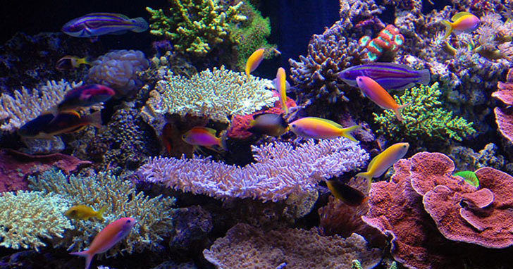 Who's minding the aquarium? Aquarium basics for your aquarium caretaker