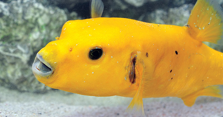 Improve Aquarium Diet with Frozen Fish Food
