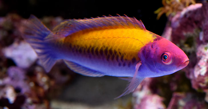 Automate Basic Aquarium Functions