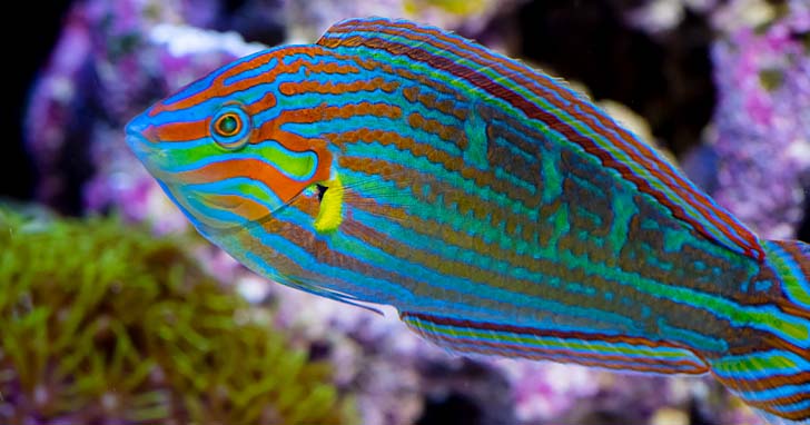 Maintaining proper water quality in the home aquarium.