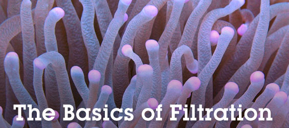 Filter Media