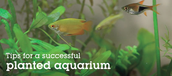 Caring for Your Live Plant Aquarium
