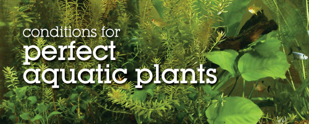Tips for a Successful Freshwater Planted Aquarium