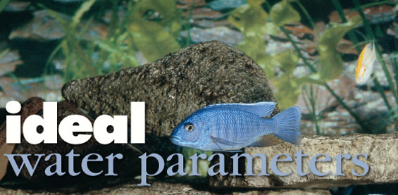 Maintaining proper water quality in the home aquarium.