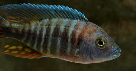 Maintaining proper water quality in the home aquarium.
