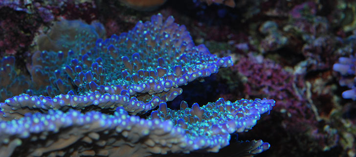 Factors That Influence Coral Coloration