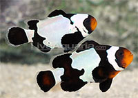 ORA Black Snowflake Ocellaris (Amphiprion ocellaris)