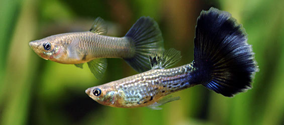 Understanding Aquarium Fish Nutrition