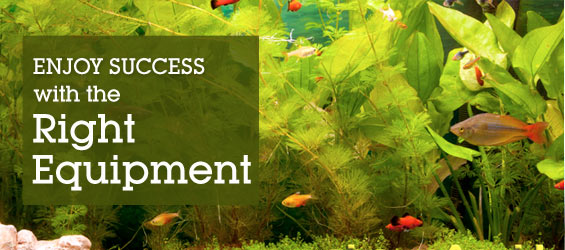 Aquarium Essentials Overview: Enjoy Success with the Right Equipment