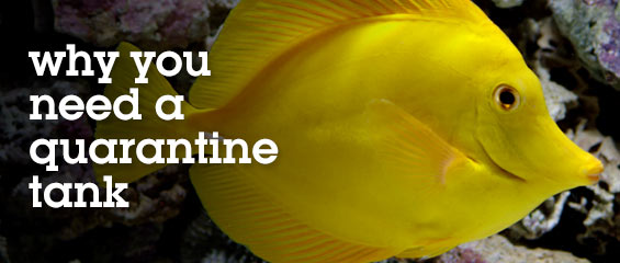 Manage Fish Health with Quarantine Tanks