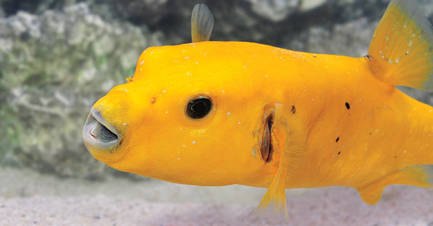 Improve Aquarium Diet with Frozen Fish Food