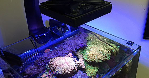 Do's & Don'ts with LED Aquarium Lights