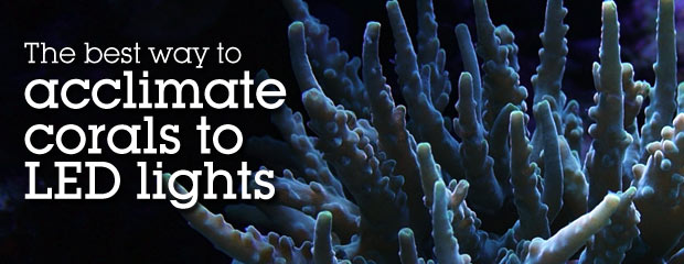 Acclimating your Corals to LED Lights