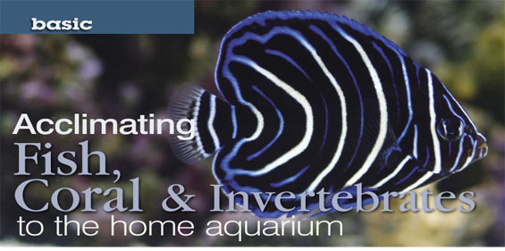 Guide to Acclimating New Arrivals