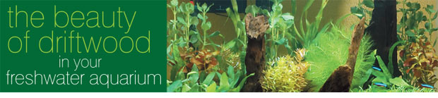 Adding Driftwood to Your Aquarium
