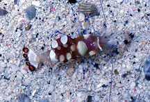 White Spot Anemone Shrimp