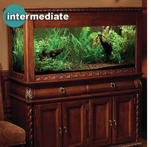 Who's minding the aquarium? Aquarium basics for your aquarium caretaker.