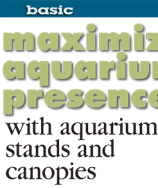 Maximize aquarium presence with aquarium stands and canopies