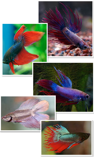 Up Close: Kevin Kohen discusses . . .The Best Care for the Beautiful Betta
