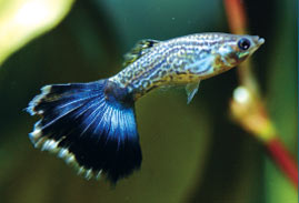 Breeding Tropical Fish: An Introduction - Neon Blue Tux Guppy