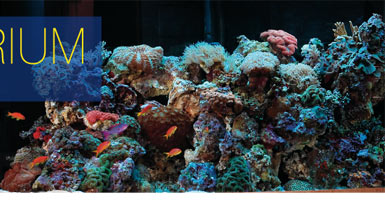 How to Choose the Right Aquarium