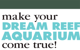 Step-by-Step Guide to Creating a Reef Aquarium