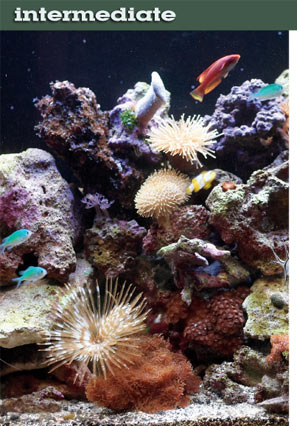 Step-by-Step Guide to Creating a Reef Aquarium