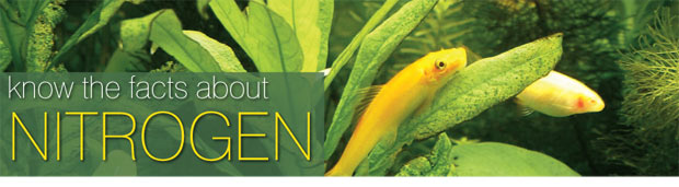 The Cycle of Life: The Nitrogen Cycle in Aquariums