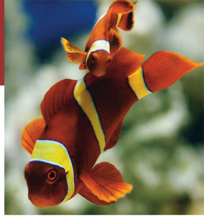 Ethical Aquarium Ownership