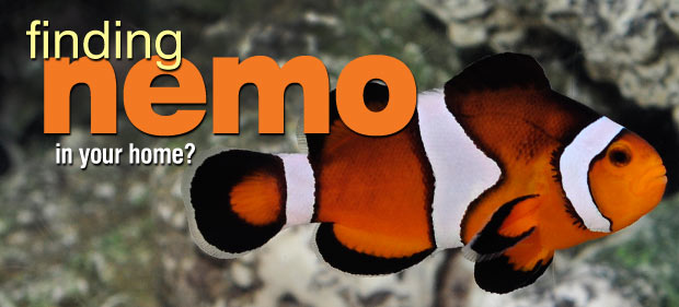 Clownfish Care