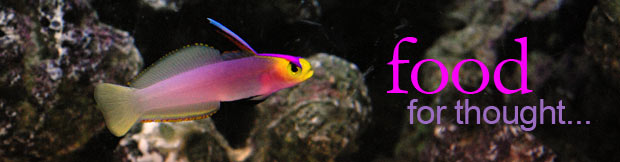 What Liveaquaria.com feeds fish in their Aquaculture Coral & Marine Life Facility