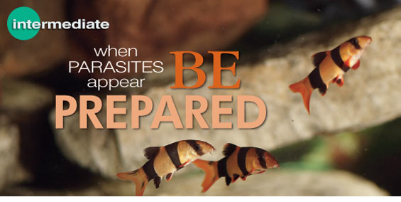 How to Identify Common Tropical Fish Parasites