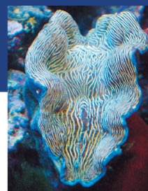 a-giant-clam-derasa.jpg
