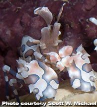 Hymenoceridae, Harlequin Shrimps