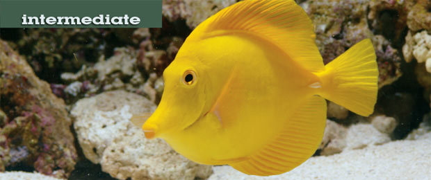 Manage Fish Health with Quarantine Tanks