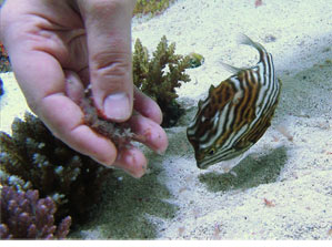 An Inside Look at the Marine Fish Industry: How Improper Handling Affects You and the Environment