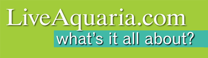 An Inside Look at the Marine Fish Industry: What LiveAquaria.com is Doing