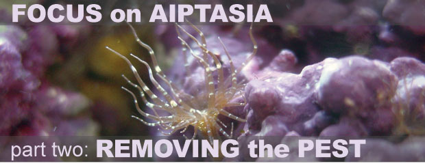 Aiptasia Control Options