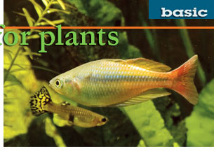 Low-light Plants for Freshwater Aquariums