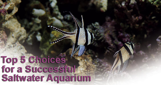 Popular Saltwater Fish for Beginners - Top 5 Choices for a Successful Saltwater Aquarium