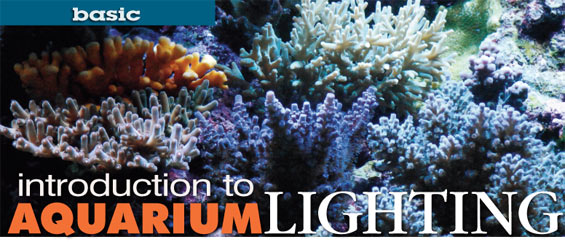 Choosing the Proper Lighting for Your Aquarium