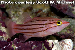 Collette's Reef Basslet (Liopropoma collettei)