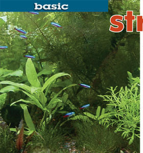 Aquarium Maintenance Tips