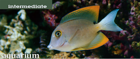 Aquarium Fish Health: How Water Movement Contributes to Aquarium Fish Health