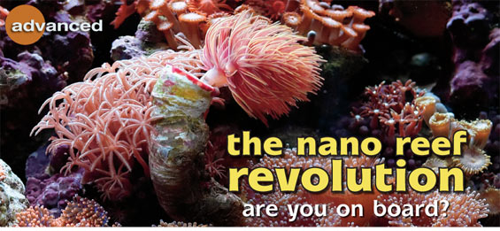 Simple Guide to Nano Reef Aquariums
