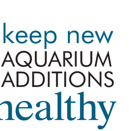 Introducing New Fish into Your Aquarium